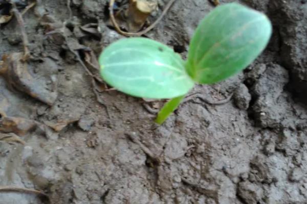 西瓜种子多久发芽