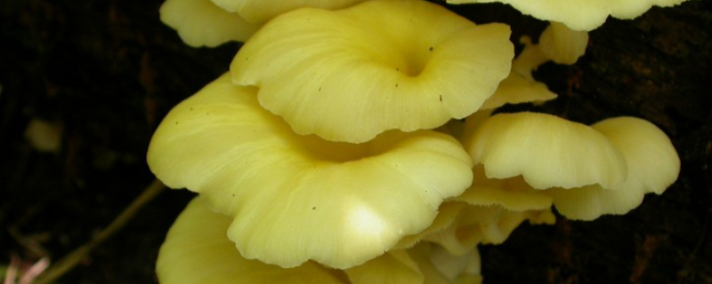 如何高效栽培榆黄蘑，需要注意哪些方面