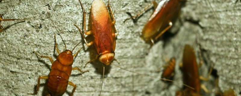 人工养殖蟑螂有何用处，有哪些技术要点需掌握