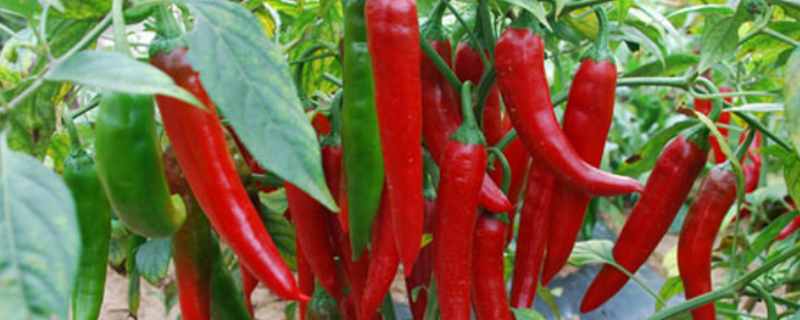 种植辣椒需要用哪些肥料，辣椒高产施肥技术介绍