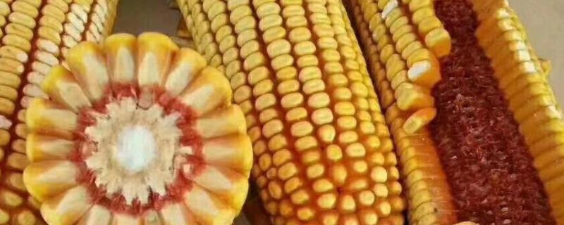 红轴玉米种子有哪些高产品种，产量为多少