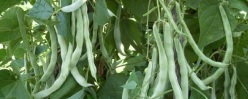 芸豆的种植时间，种植方法是什么