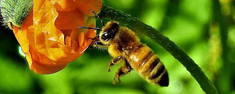 春季有哪些养蜜蜂的技巧，有哪些需要注意的事项