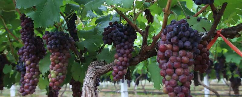 葡萄如何栽培才能获得高产，这四点是关键