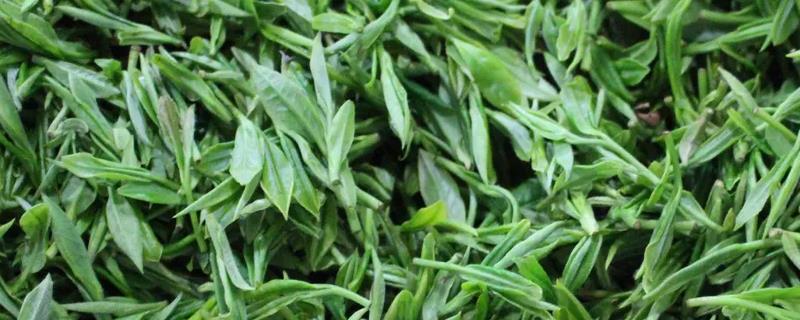 安徽主要产哪些茶，常见茶的特点