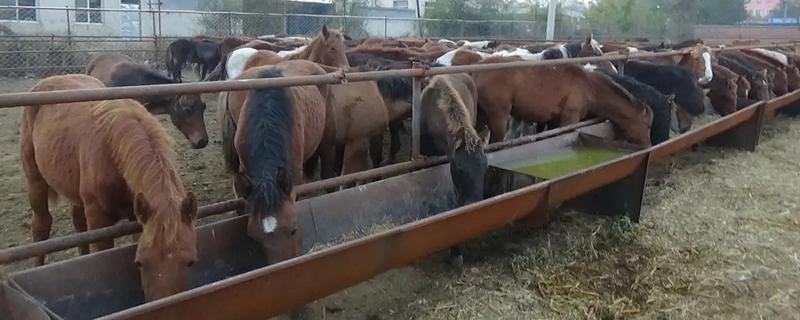 马一般会吃哪些饲料，主要有两大类