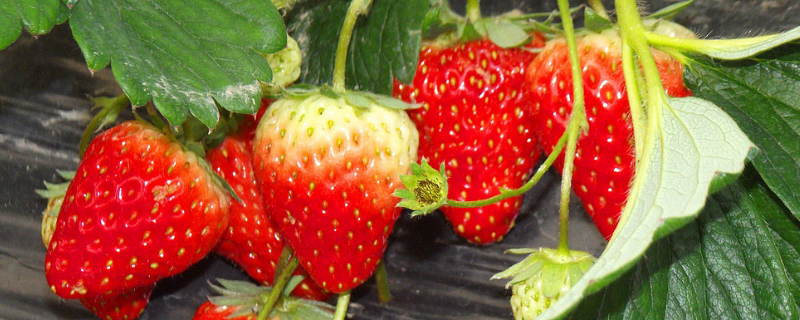 草莓应该如何种植，这四点很关键