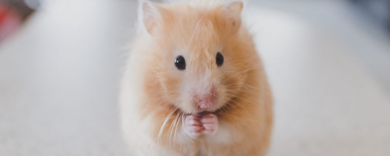 养仓鼠会不会感染鼠疫，如果不小心被咬了该如何处理