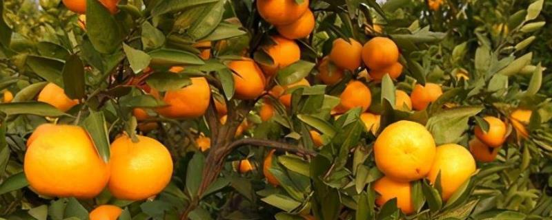 柑橘保花保果的措施有哪些，如何追肥
