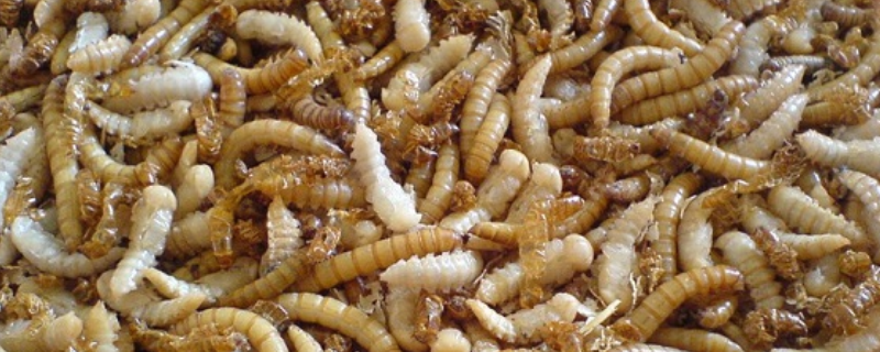 冬季养殖黄粉虫有哪些管理要点，如何选择黄粉虫虫种