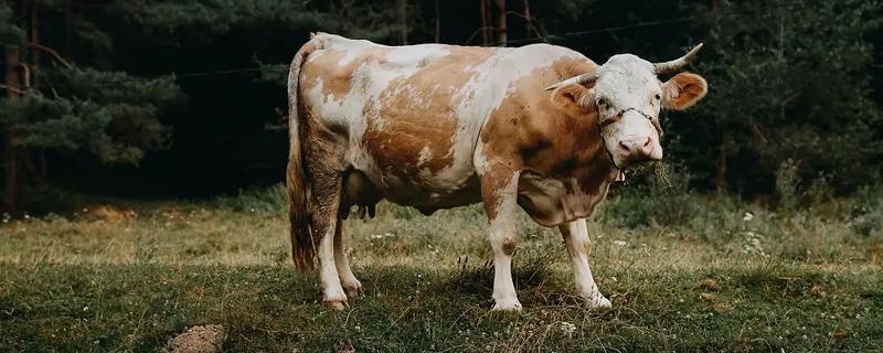 母牛为什么会不孕，有哪些解决措施