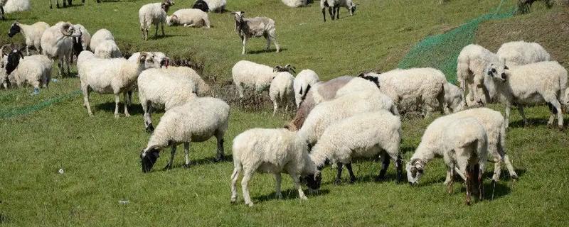 哪些饲料羊吃了会长得快，附喂养方法