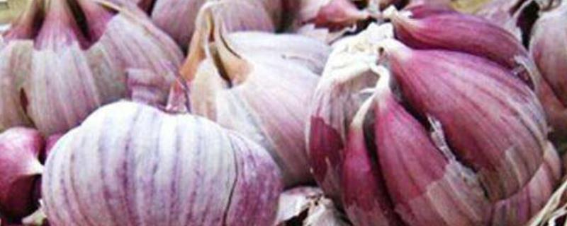 紫皮大蒜怎么栽培，紫皮大蒜的食用方法