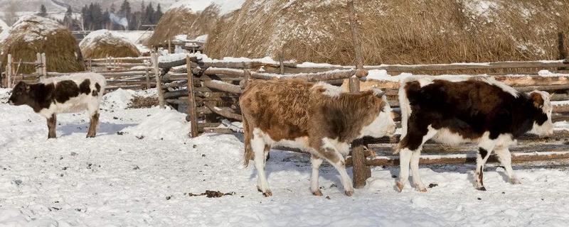 牛在冬季应该怎么驱虫，冬季养牛注意事项