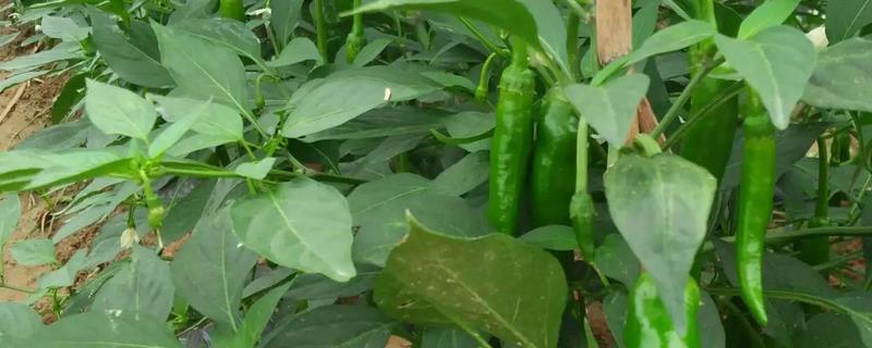 青椒种植方法，青椒种子催芽技巧