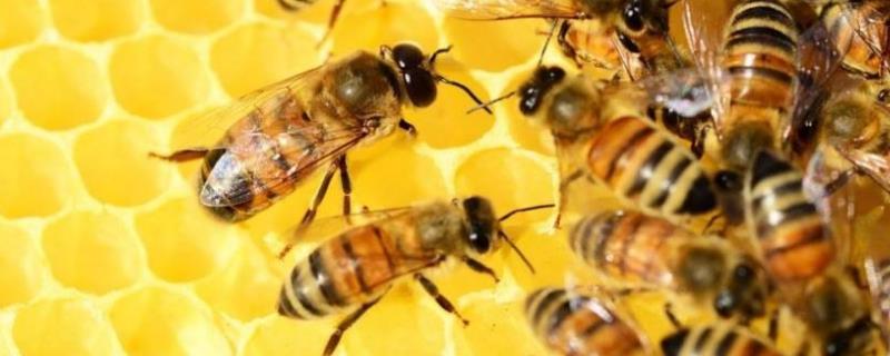 新手需要了解的养蜂知识，掌握这五点就够了