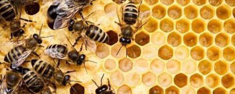 养蜂如何防止自然分蜂，主要有哪些措施