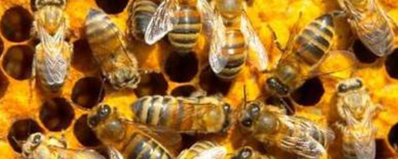 中蜂怎么用双王养成强群，可以按照这样做
