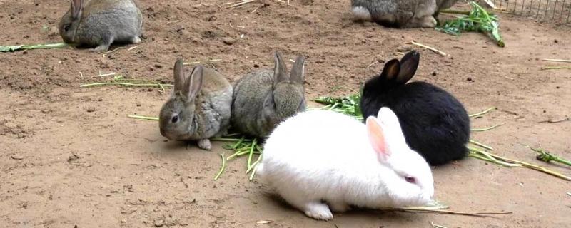 兔子球虫病怎么用药，有以下五种方法
