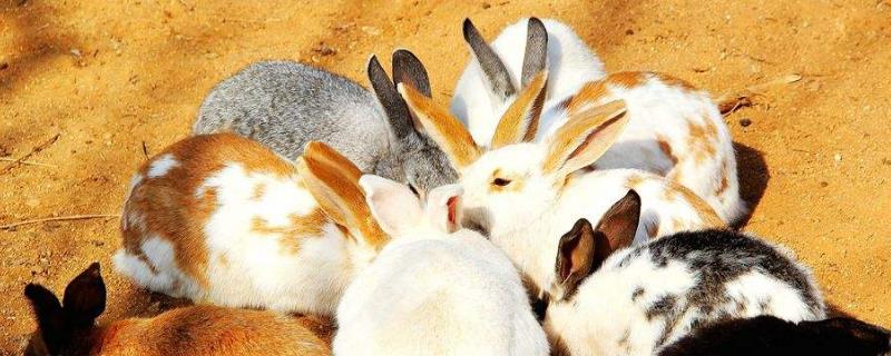 兔子的养护方法，有哪些注意事项