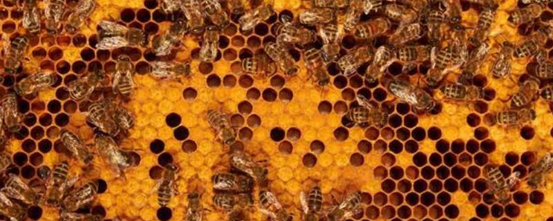 新收的蜜蜂没有蜂王要怎么办，具体情况具体分析