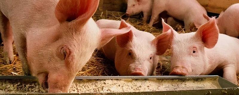 猪的生长周期是多长时间，各阶段饲养管理要点