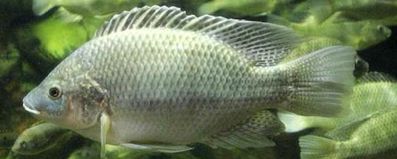 罗非鱼有哪些养殖模式，主要介绍以下四种
