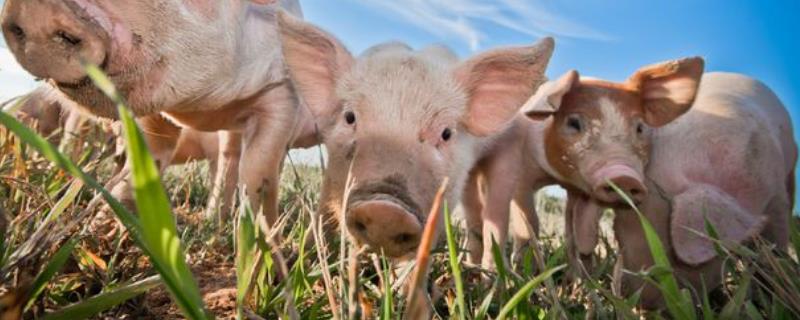猪可以吃什么草来代替饲料，饲料不足的情况下吃什么