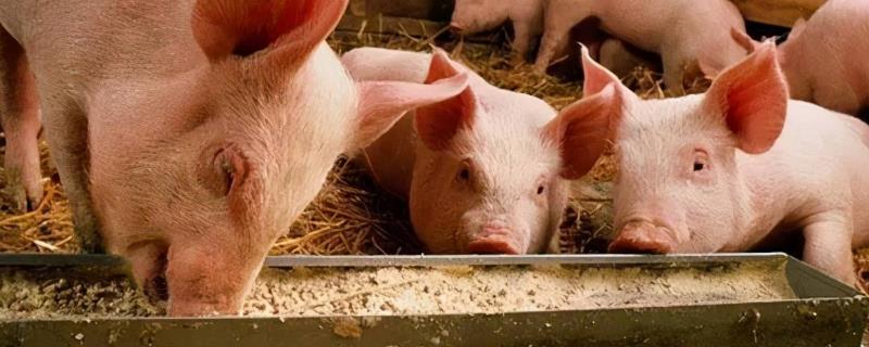 猪吃什么饲料可以长得快，怎样养才赚钱