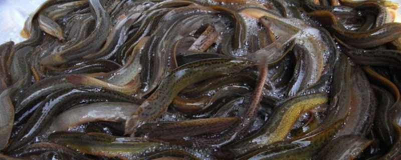 养殖泥鳅的亩产量是多少，泥鳅的养殖方法