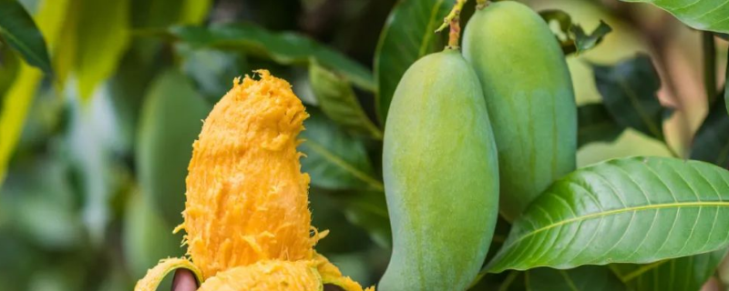 大芒果种子应该如何种植，有什么注意事项