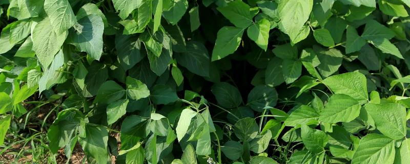 红小豆成熟收获时间，种植方法和注意事项