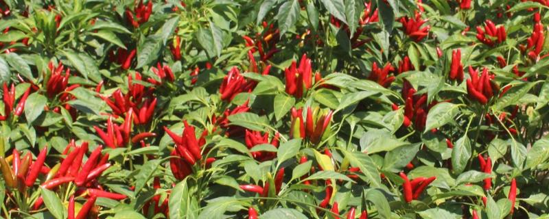 红辣椒播种方法，附种植管理技术