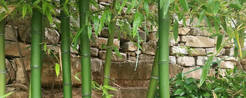 移栽竹子的种植方法，如何提高成活率