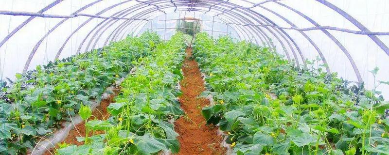 大棚蔬菜种植技术，大棚栽培有什么优点