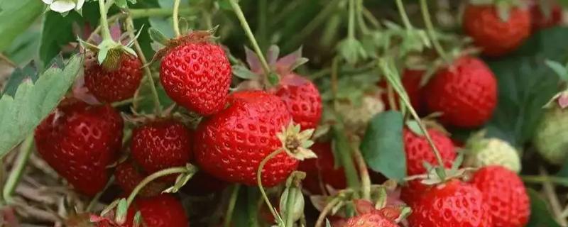 冬季草莓的种植技术，有哪些注意事项