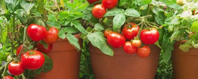 盆栽番茄播种时间，有哪些养护技术
