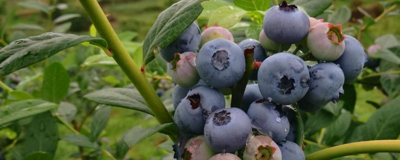 麻江蓝莓成熟时间，附蓝莓保存技巧