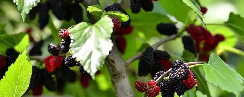 黑树莓种植方法，附种植管理技术