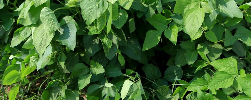 赤小豆播种方法，附种植管理