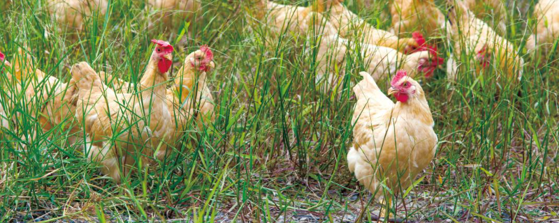 鸡输卵管炎特效药有哪些，鸡得了输卵管炎该怎么办