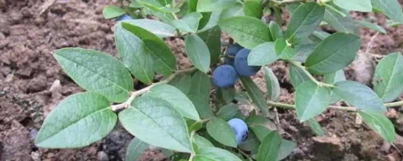 蓝莓苗的价格，附栽培方法