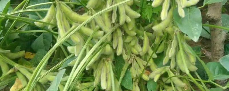 黄豆种植方法，附种植管理技术