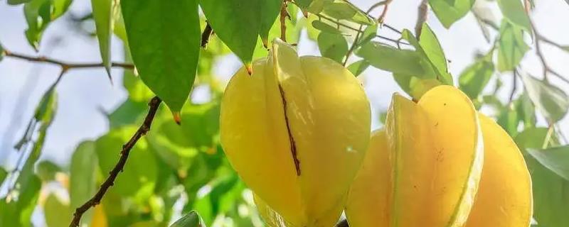 杨桃种植方法，附种植管理