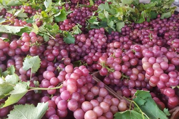 漯河葡萄成熟时间，附常见葡萄品种及成熟时间