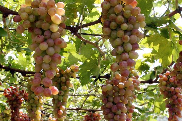 漯河葡萄成熟时间，附常见葡萄品种及成熟时间