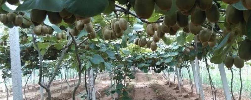 猕猴桃籽播种方法，附猕猴桃催熟方法