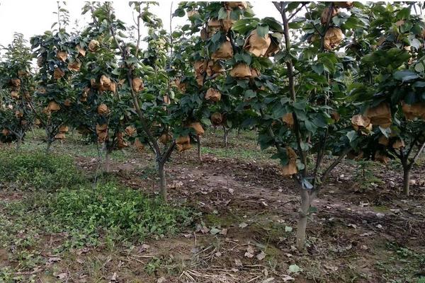梨树种植方法，附种植管理技术