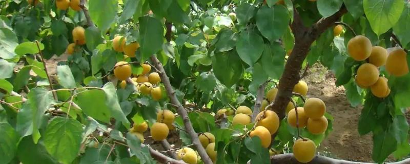 杏树种植方法，附种植管理