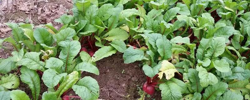 红萝卜种植方法，附种植管理